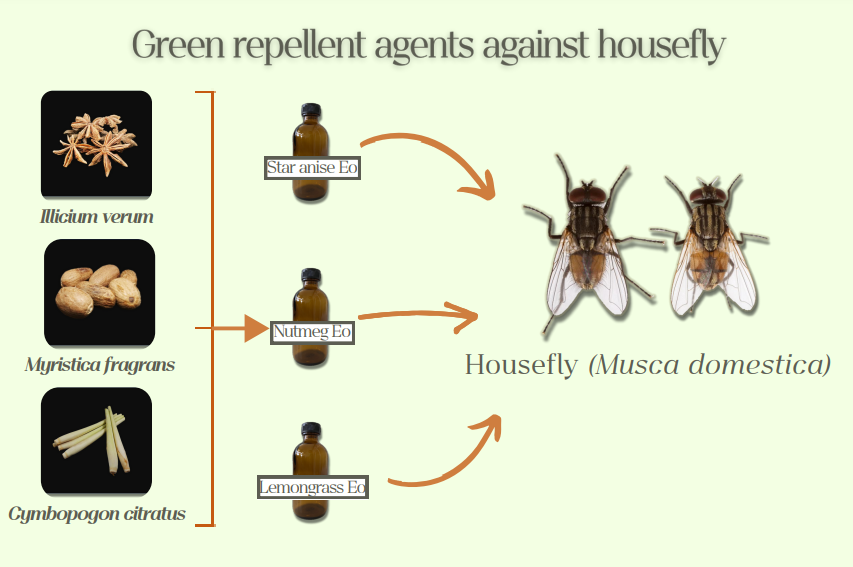 สารไล่แมลงวันบ้านที่ปลอดภัยและเป็นมิตรต่อสิ่งแวดล้อม